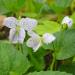 Spotted Viola Flowers