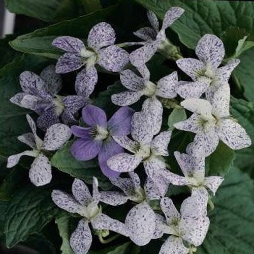  Viola Sororia Freckles