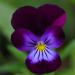Viola King Henry Garden Flowers