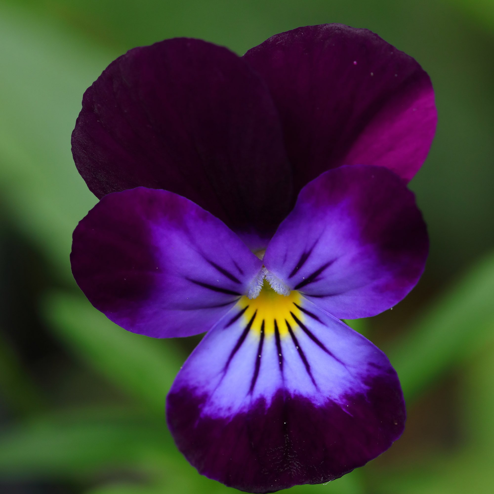 Viola Seeds | King Henry