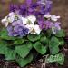 Viola Sorority Sisters Seed Mix