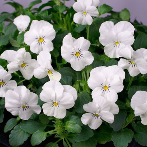 thumbnail image 2 of Viola Cornuta Blue Perfection Seeds – Perennial Flower Seeds, Fresh, USA Grown, Blue Blooms 2 of 5