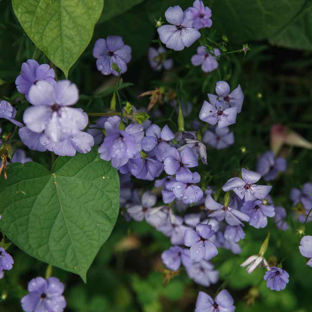 Viscaria Blue Angel