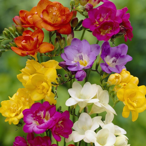 Freesia Plant Mix