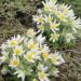 Anemone Vulgaris White