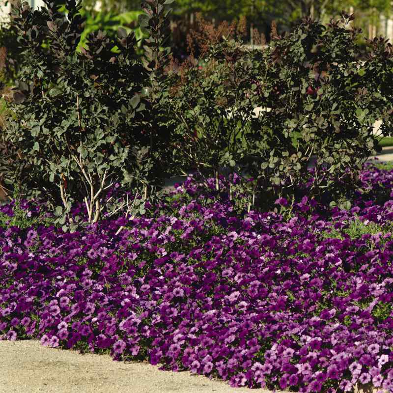 Blue Easy Wave Spreading Petunia Flower Seeds
