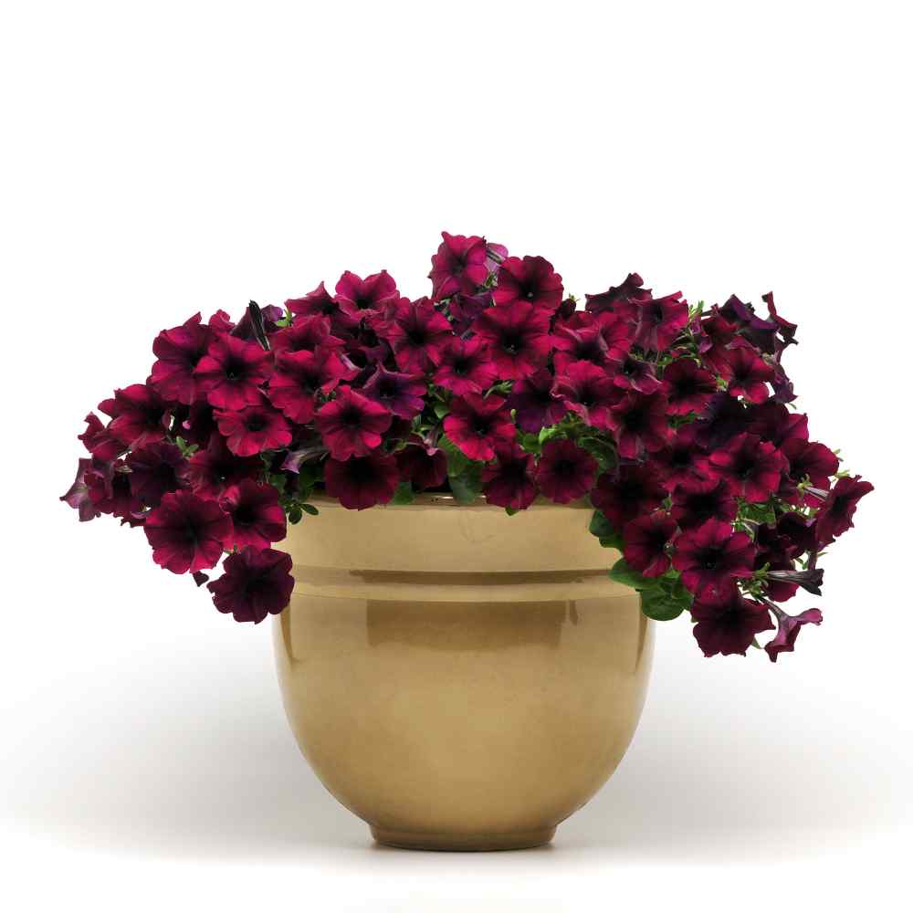 Spreads to 3 Feet Trailing Variety 10 Seeds Caribou Seed Company: Easy Wave Petunia Burgundy Velour Seeds