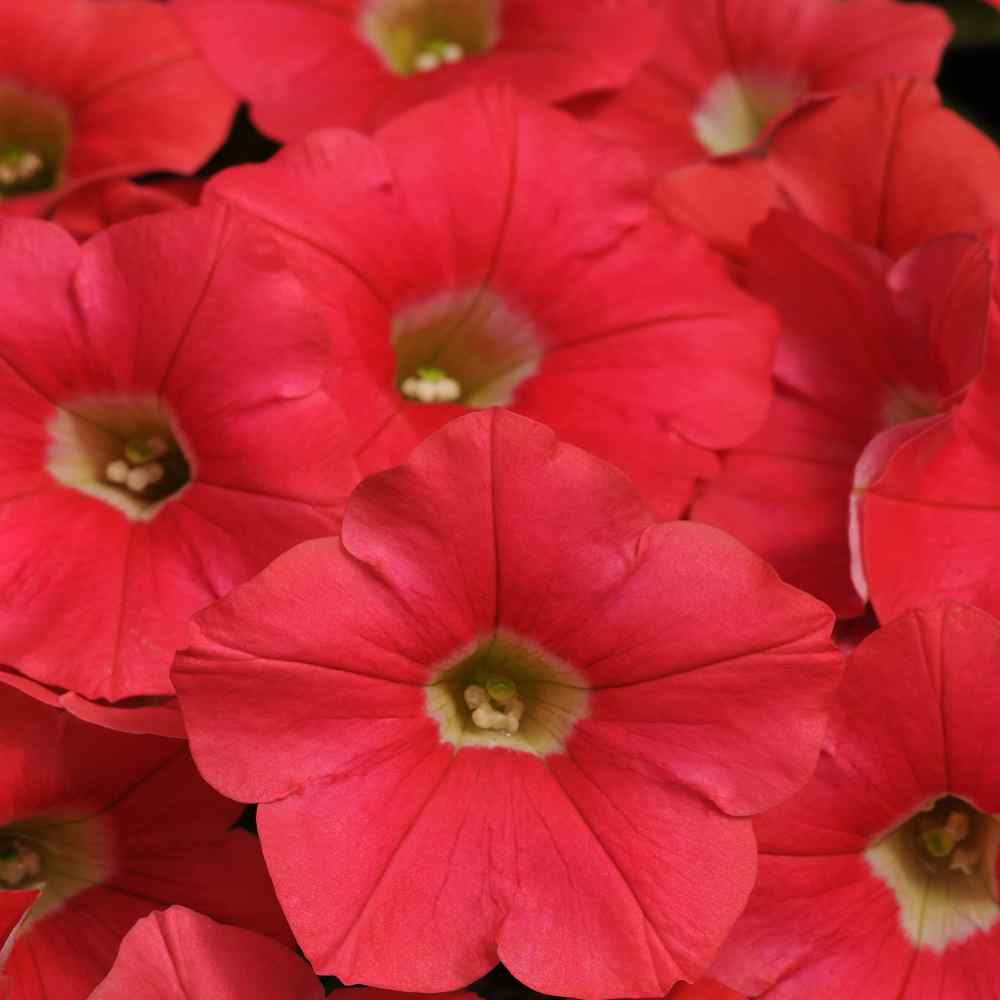 Петуния ампельная f1 шок вейв вольт микс. Петуния тайдал вейв черри. Петуния ампельная f1 шок вейв. Петуния шок вейв пауэр микс. Петуния шок вейв дип перпл.