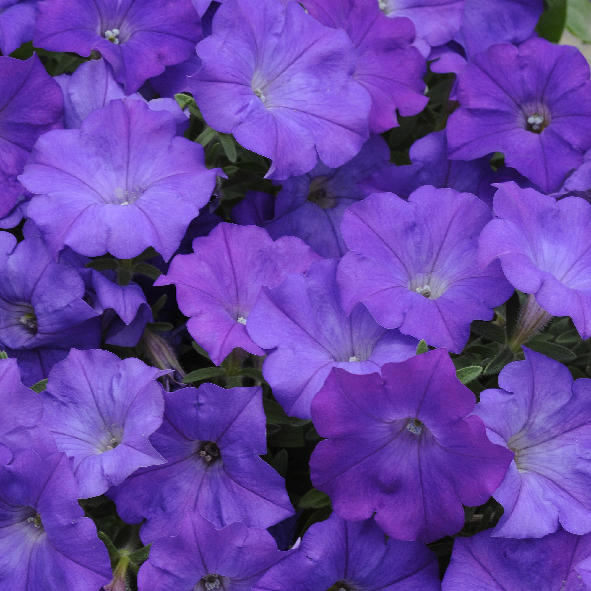 Shock Wave Denim Petunia Flower Seed