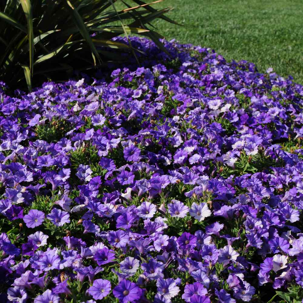 Denim Shock Wave Spreading Petunia Purple Flower Seeds