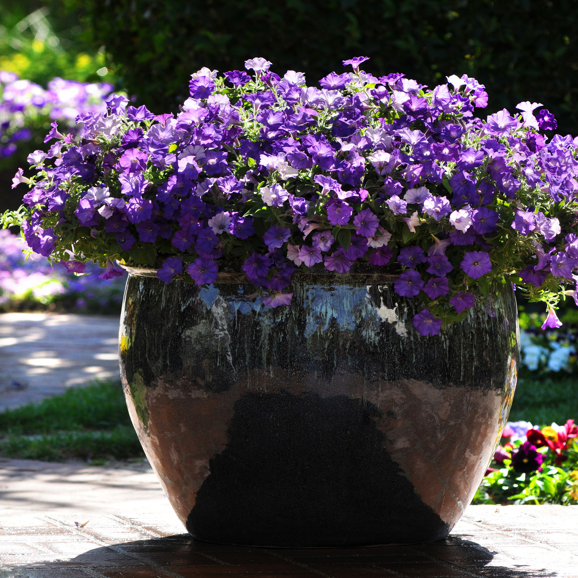 Shock Wave Spreading Petunia Low Growing Flowers