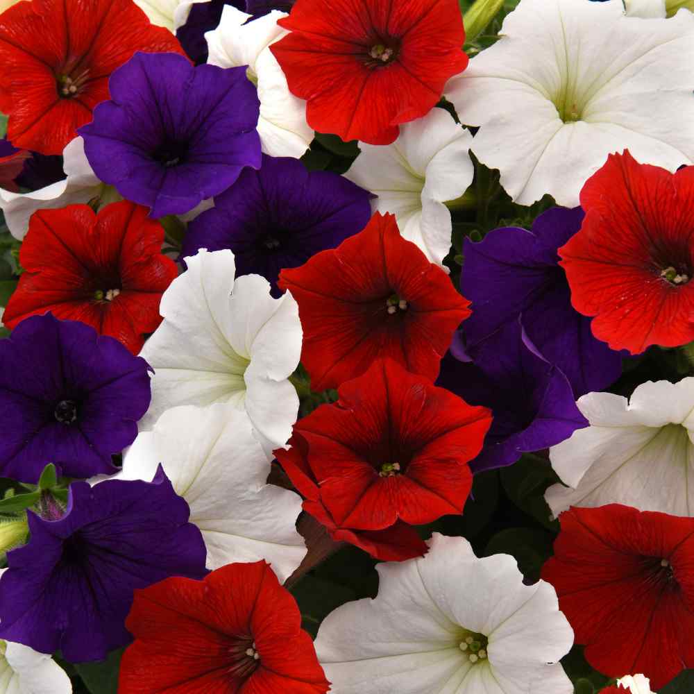 petunia seeds germination month petunia seeds germination month