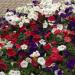 Wave Petunia Flag Mix