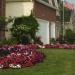 Wave Petunia Flag Mix Flowers