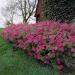 Tidal Wave Sreading Petunia Pink Hot Flowers