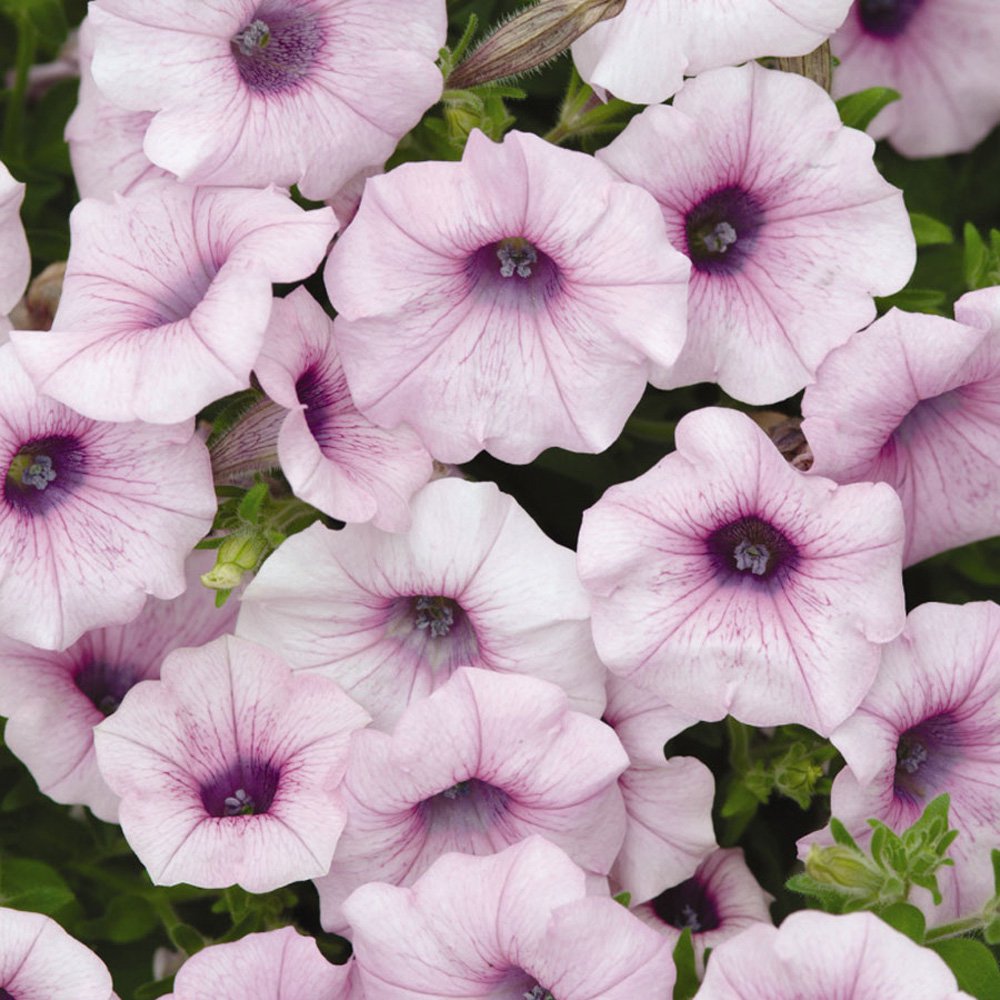 Shock Wave Pink Veined Spreading Petunia Flower Seeds