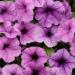 Easy Wave Plum Vein Petunia Flower Seed