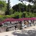 Wave Petunia Purple Classic Flower Bed