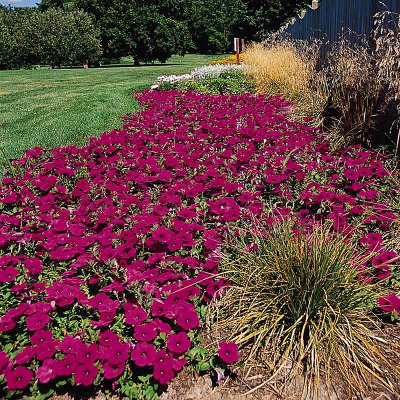 Wave Petunia Seeds | Purple Classic