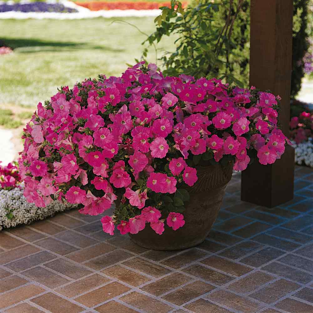 Purple Classic Wave Petunias Only Grow 5 7 Inches Tall