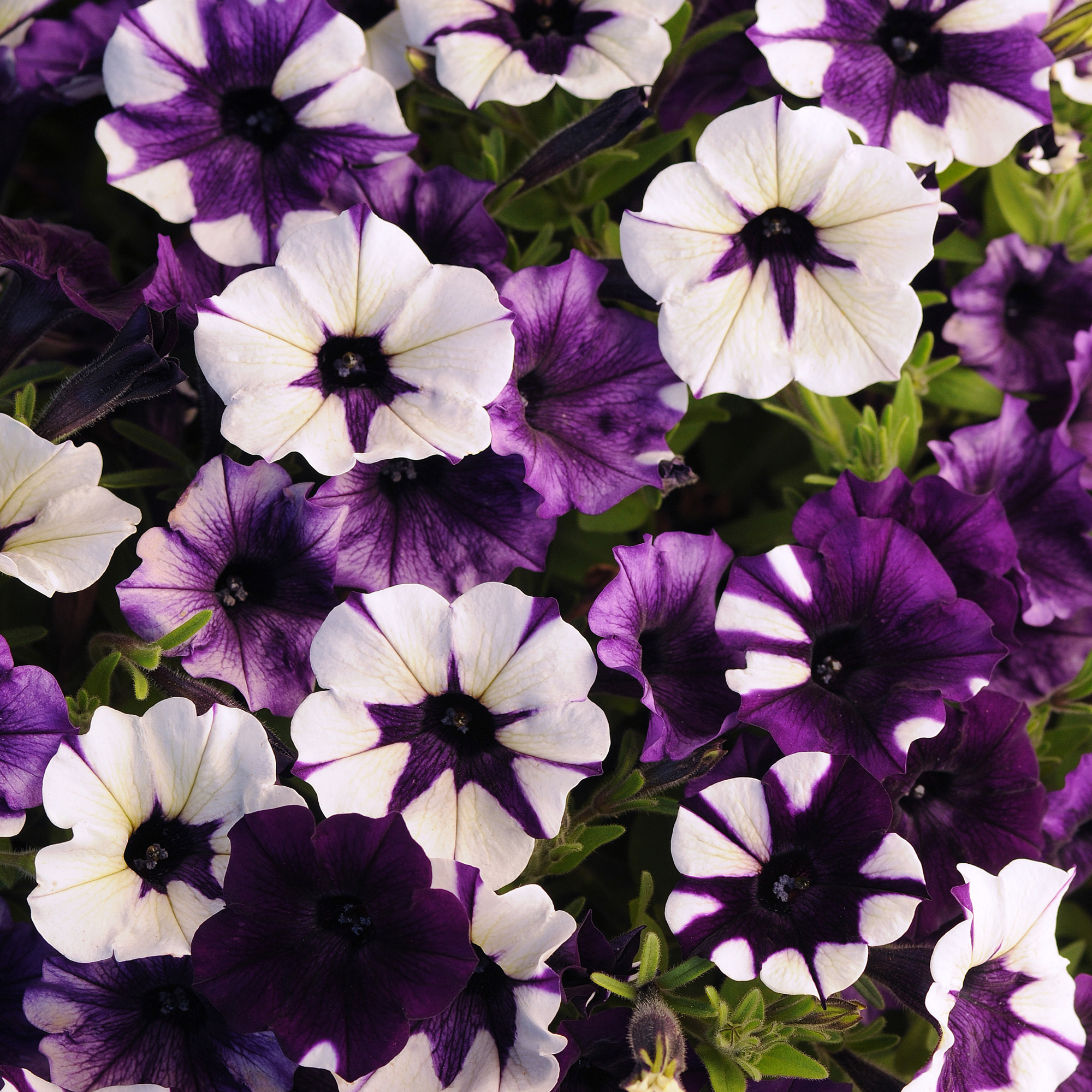 Shock Wave Purple Tie Dye Petunia Flower Seed