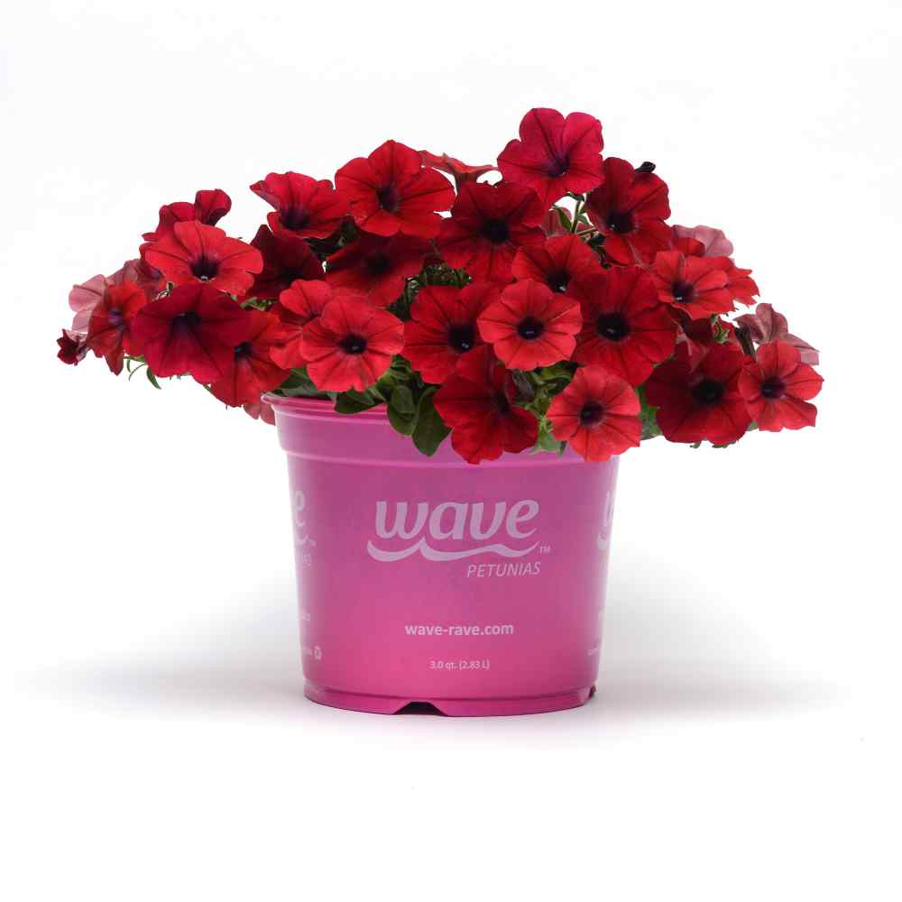 Tidal Wave Spreading Petunia Red Velour Flower Seeds
