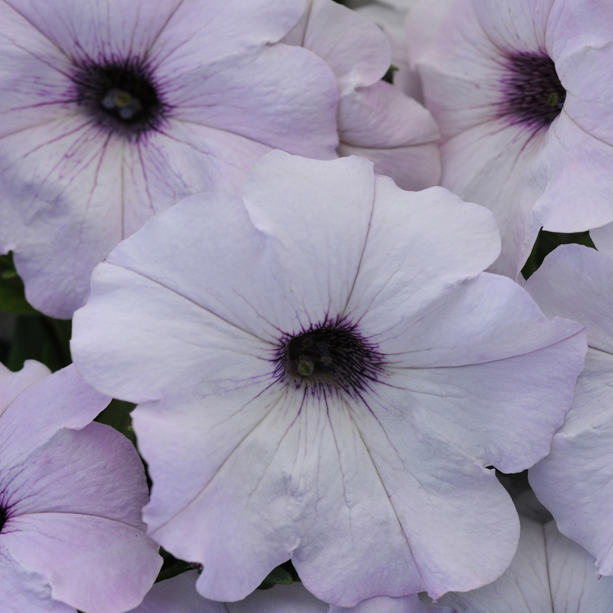 Easy Wave Silver Petunia Flower Seed