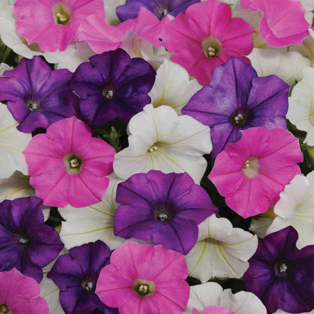 Spreading Petunia Flower Seeds Shock Wave Spark Mix