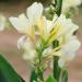 Canna White Flower