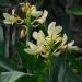 white canna flowers