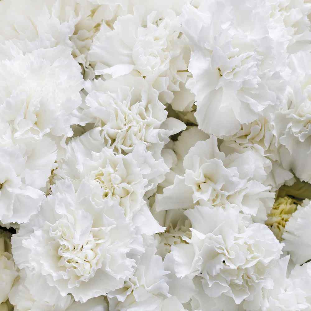 Carnation Seeds Dianthus Caryophyllus Grenadin White Flower Seed