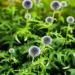 White Echinops Ritro Flowers