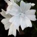 White Malva Hollyhock Plants