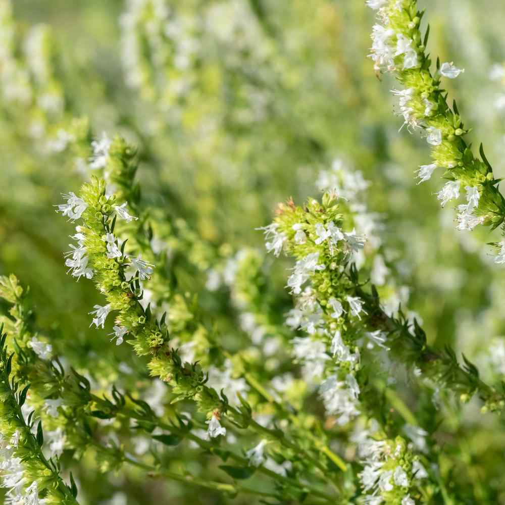 Hyssop White Flowers