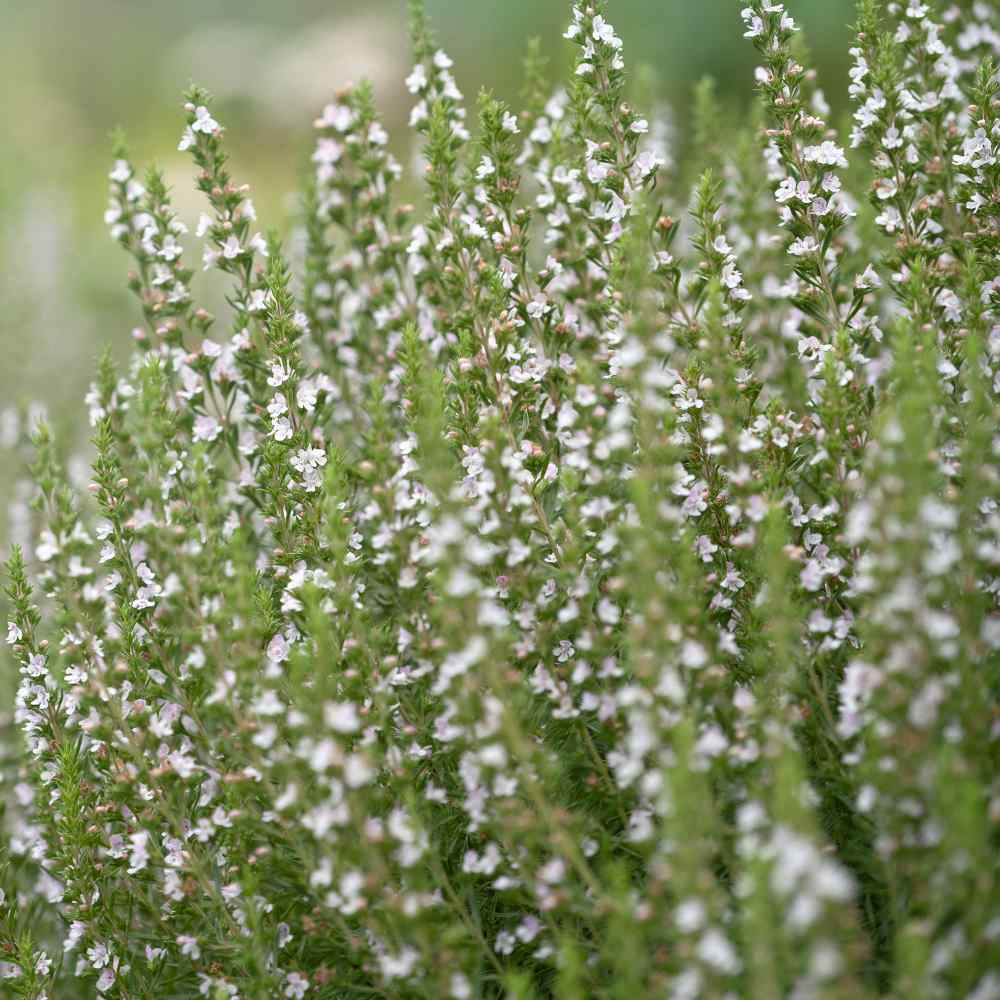 Hyssopus Officinalis White