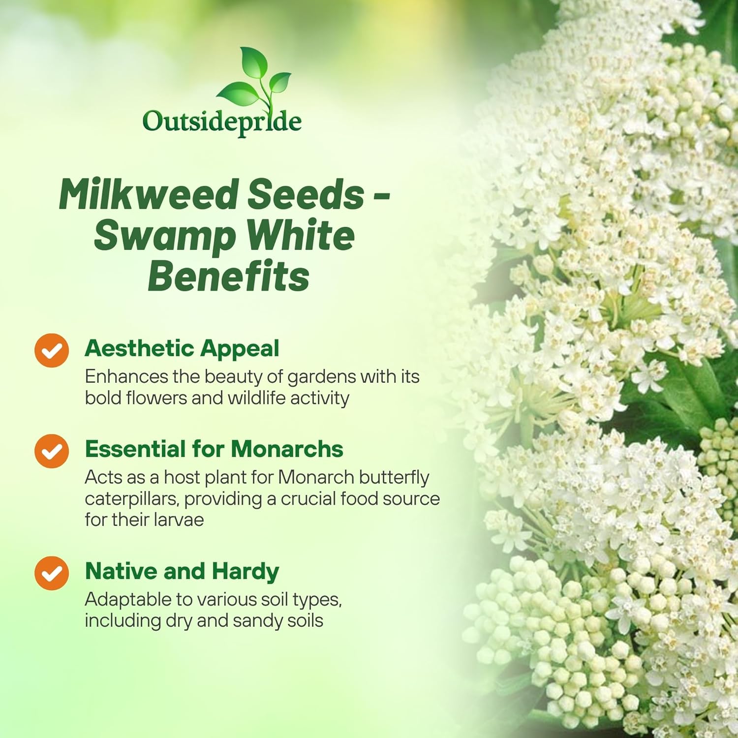 Asclepias Incarnata White Seed Packet