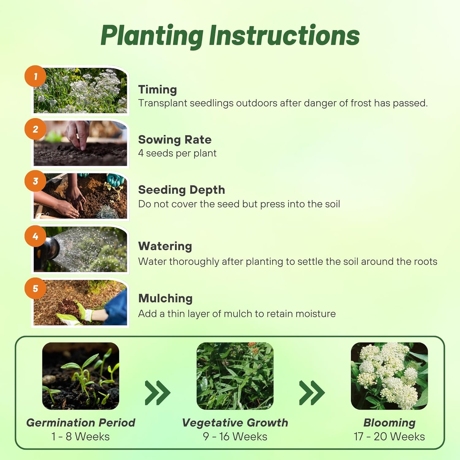 Milkweed White Seed Planting Directions