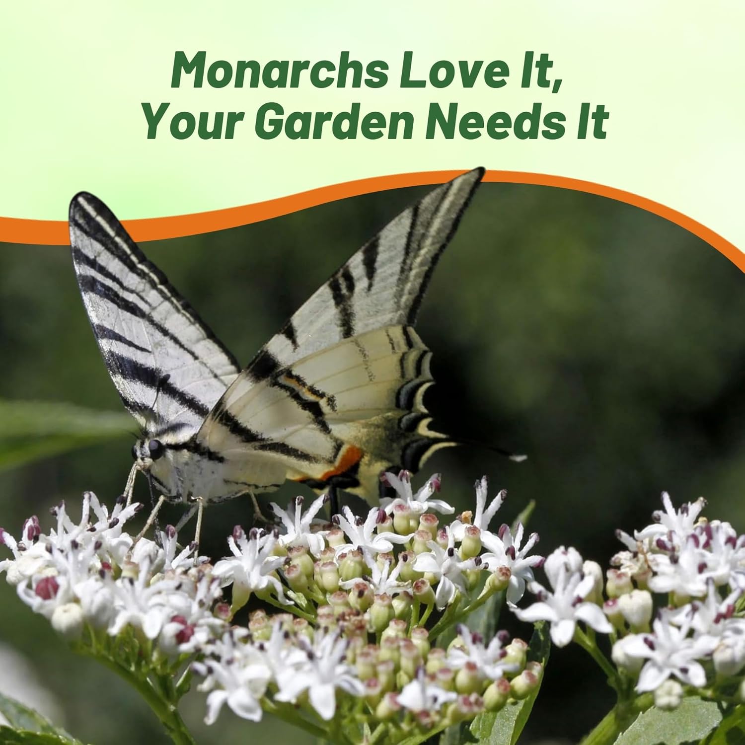 Milkweed White Flower With Butterfly