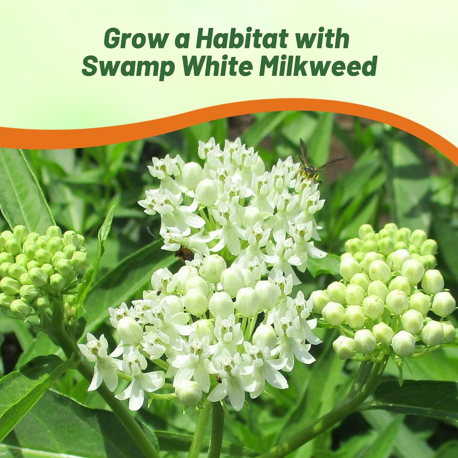 Milkweed White Flowering Pollinator Plant