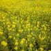 White Mustard Plants