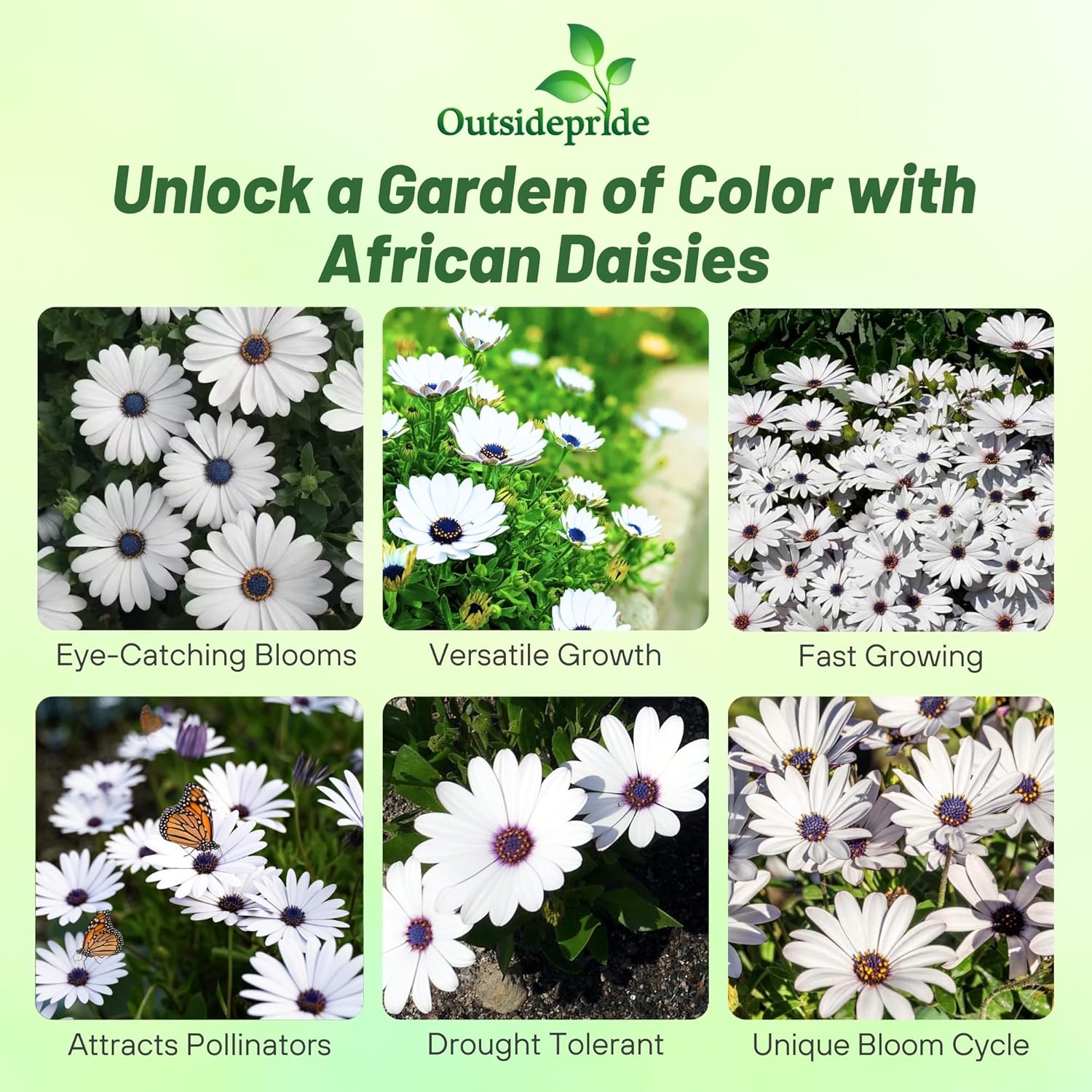 White Osteospermum Daisy