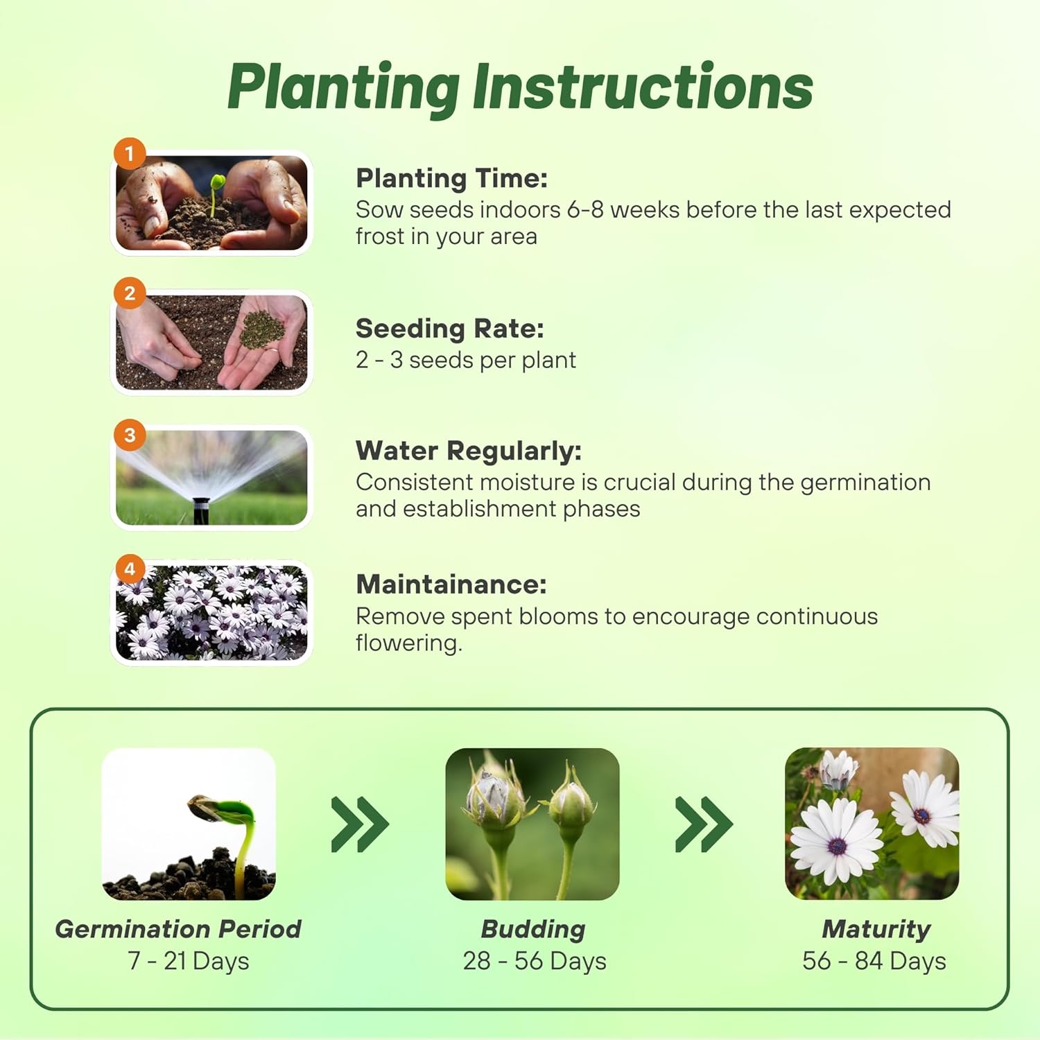 White African Daisy Planting Directions