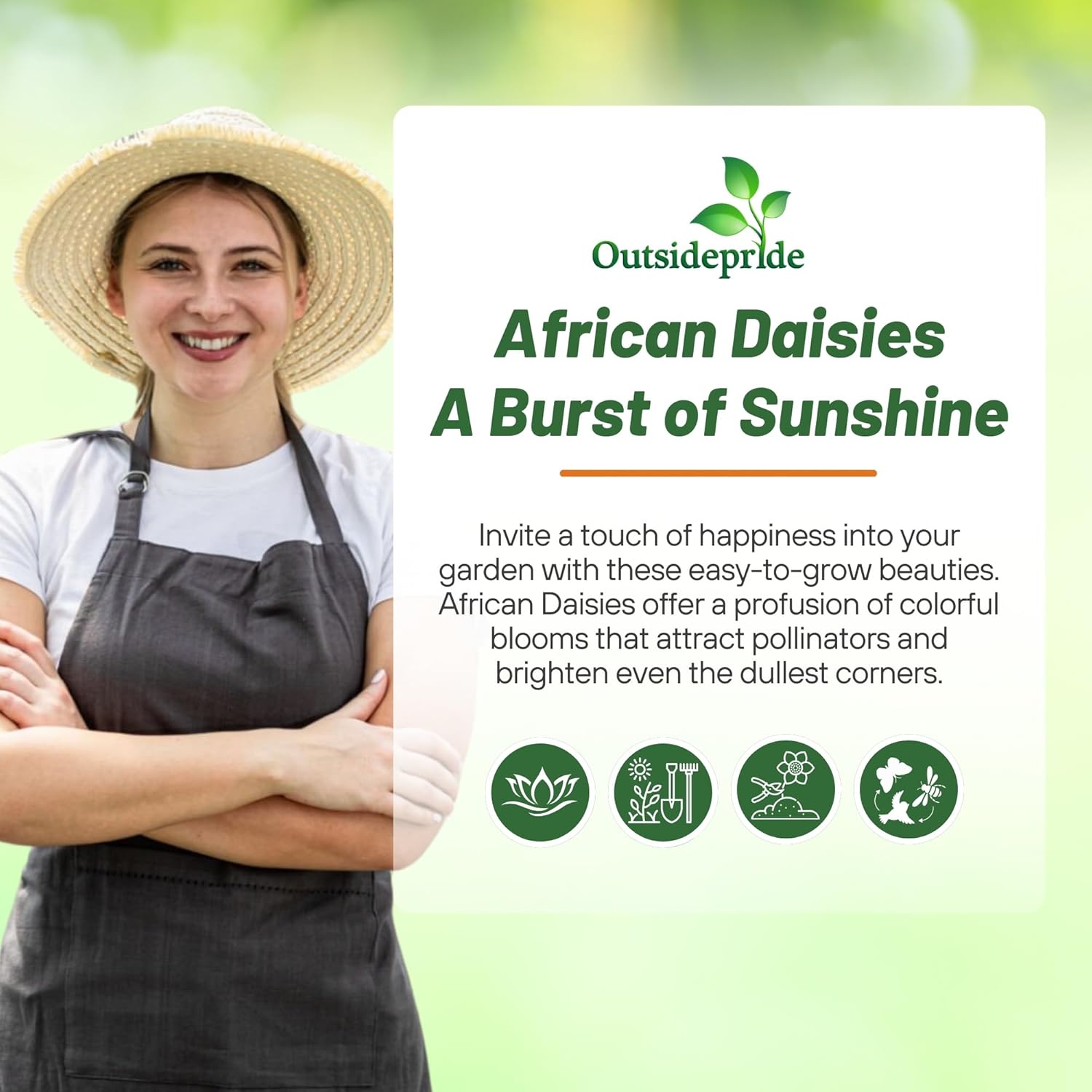 White Osteospermum Pollinating Flowers