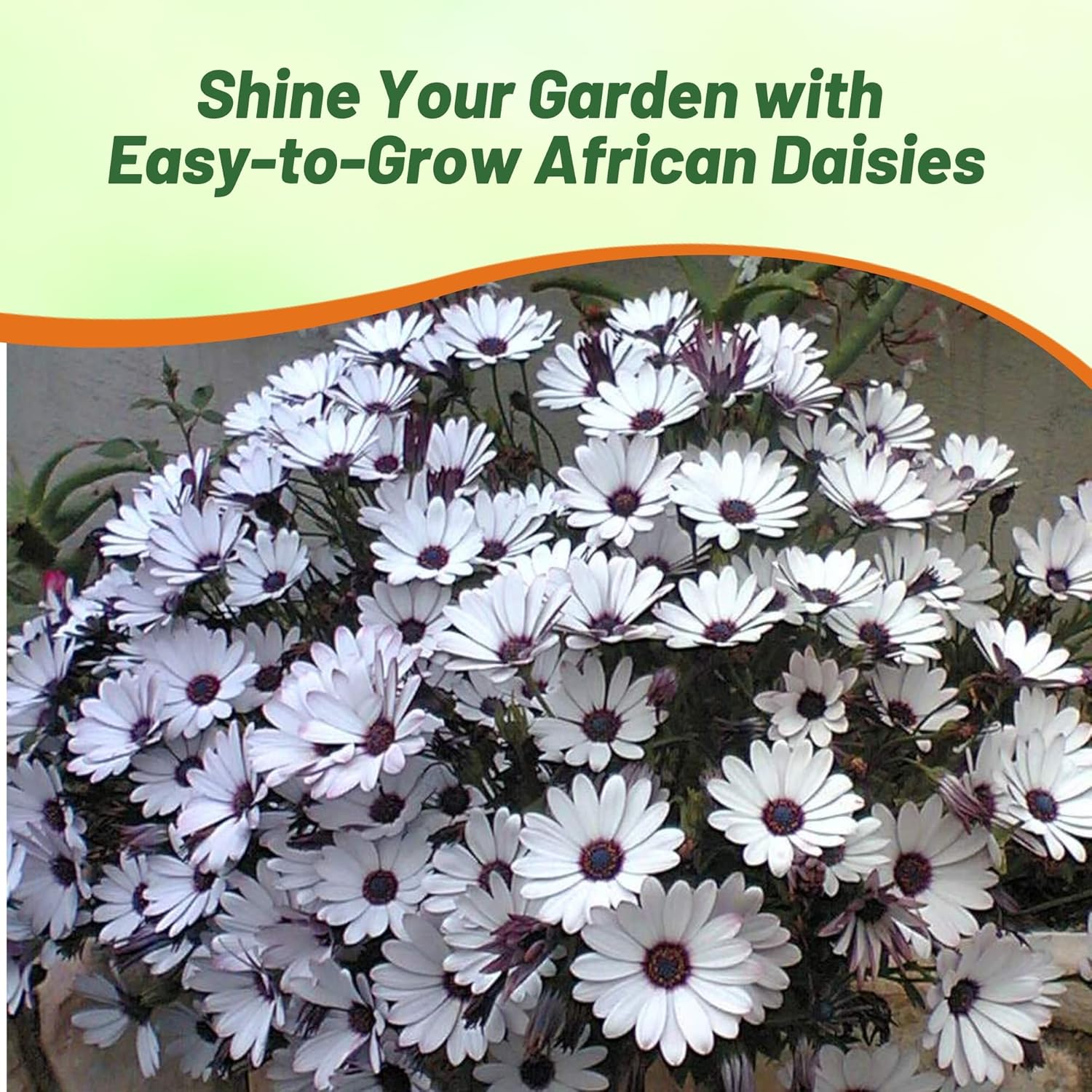 White Osteospermum Container Daisy