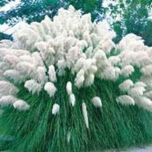 White Pampas Grass Seeds Ornamental Grass Seed