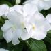 Periwinkle White Flowers