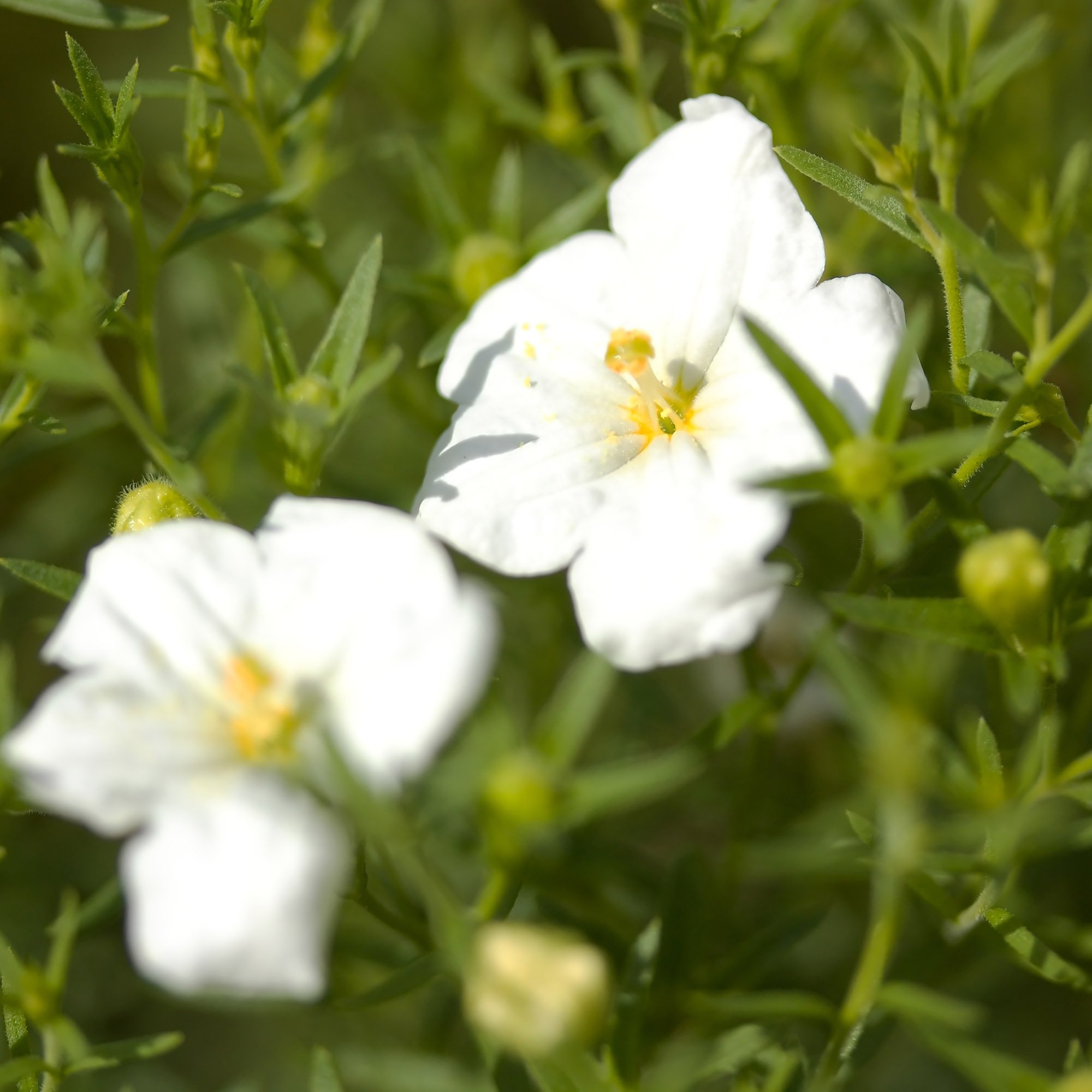 Nierembergia White Robe Plants