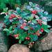 Wintergreen Growing In Rocks