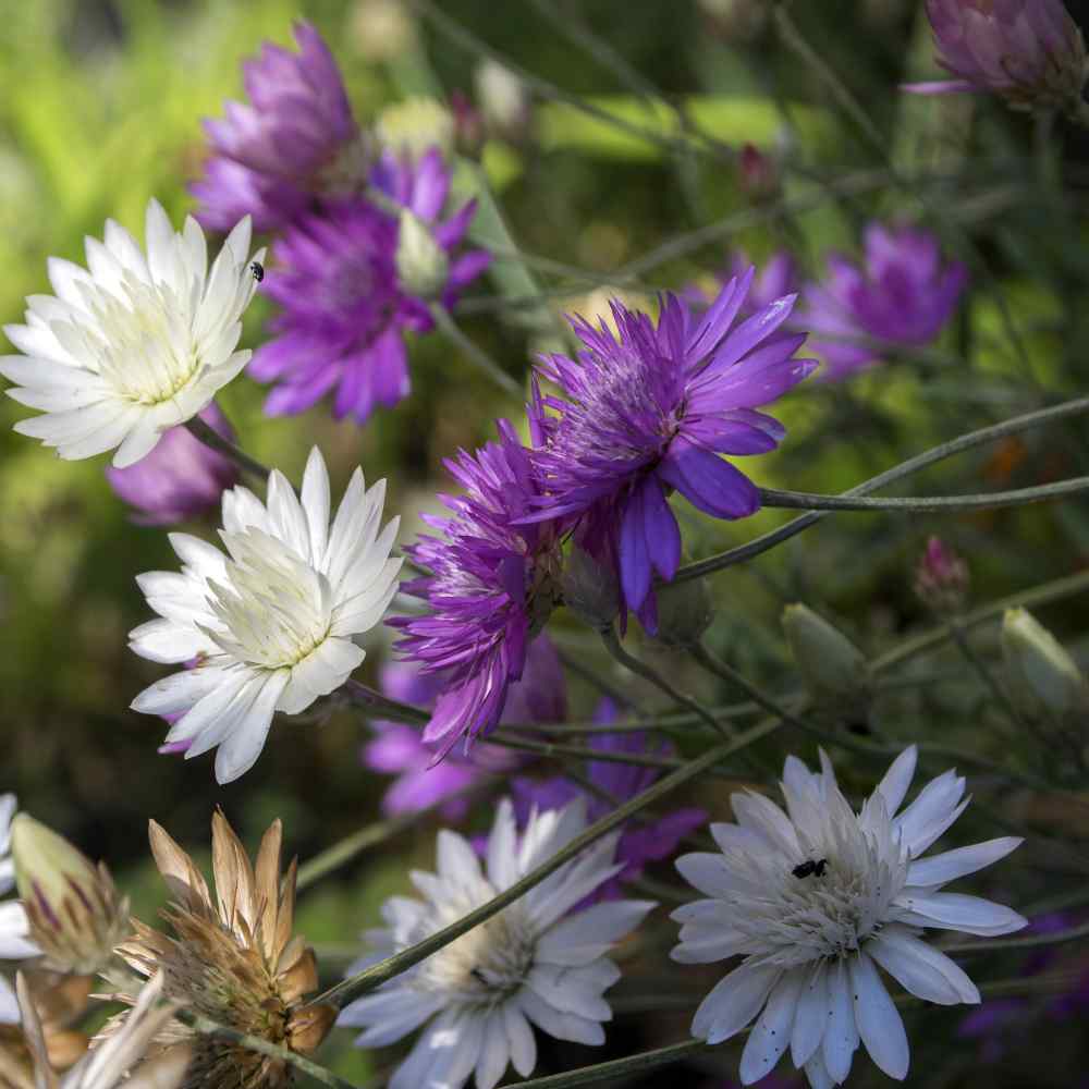 Xeranthemum Garden Flower Mix