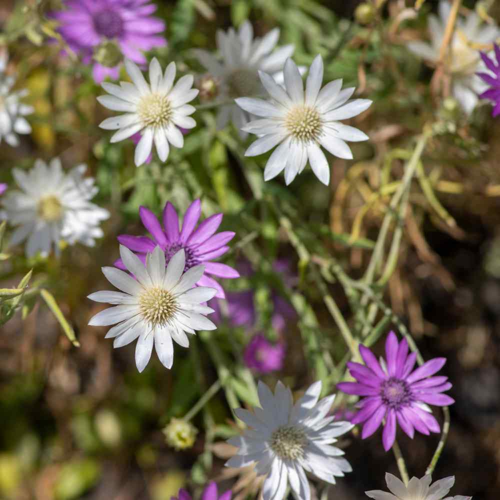 Xeranthemum Flower Mix